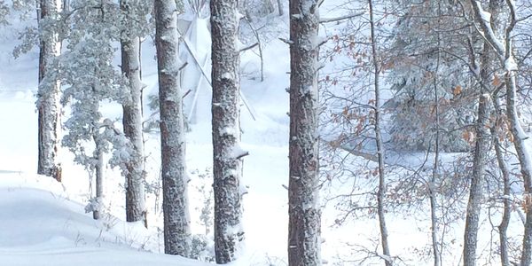 Serene winter forest
