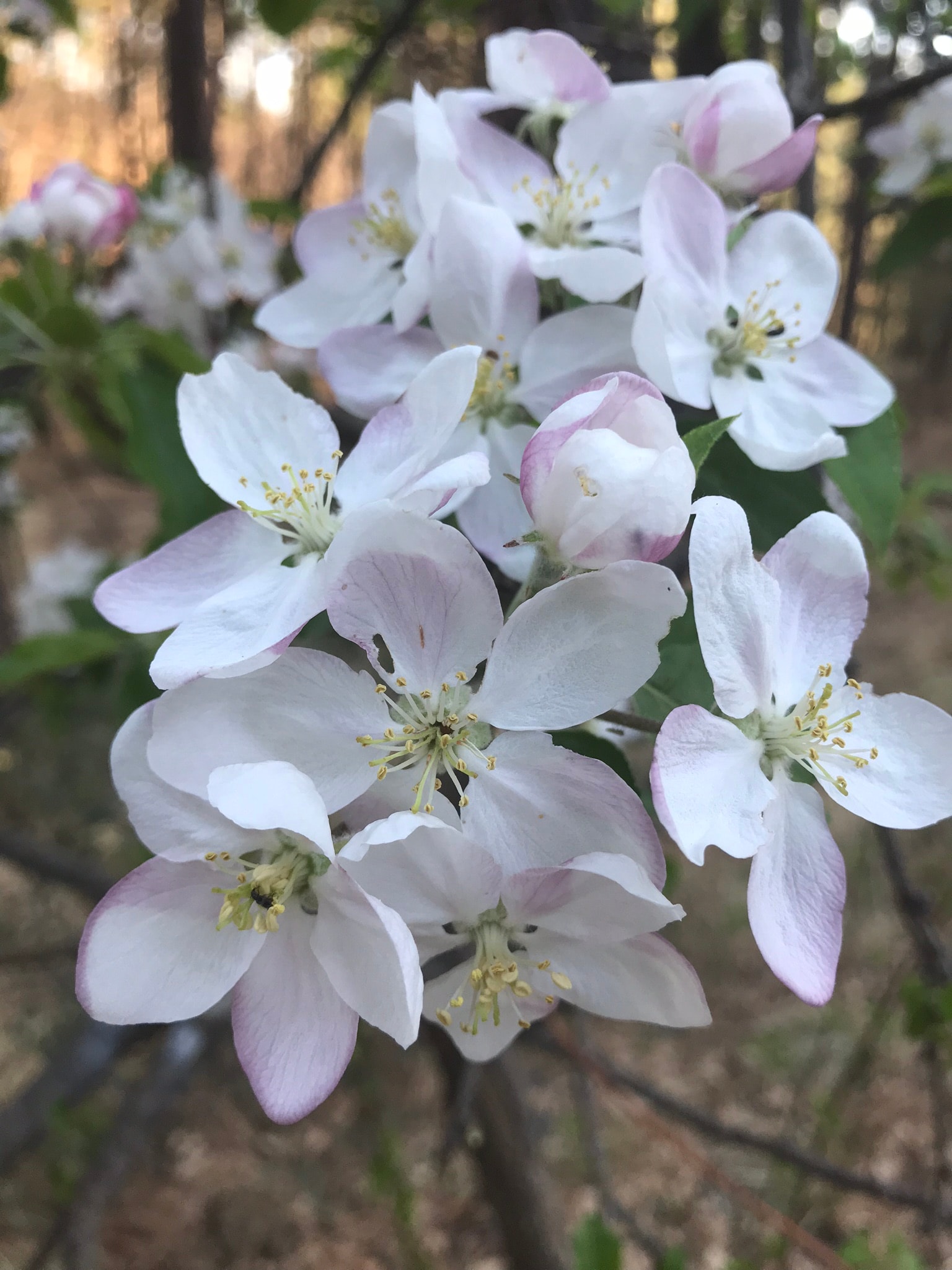 White and pink apple blossoms in bloom