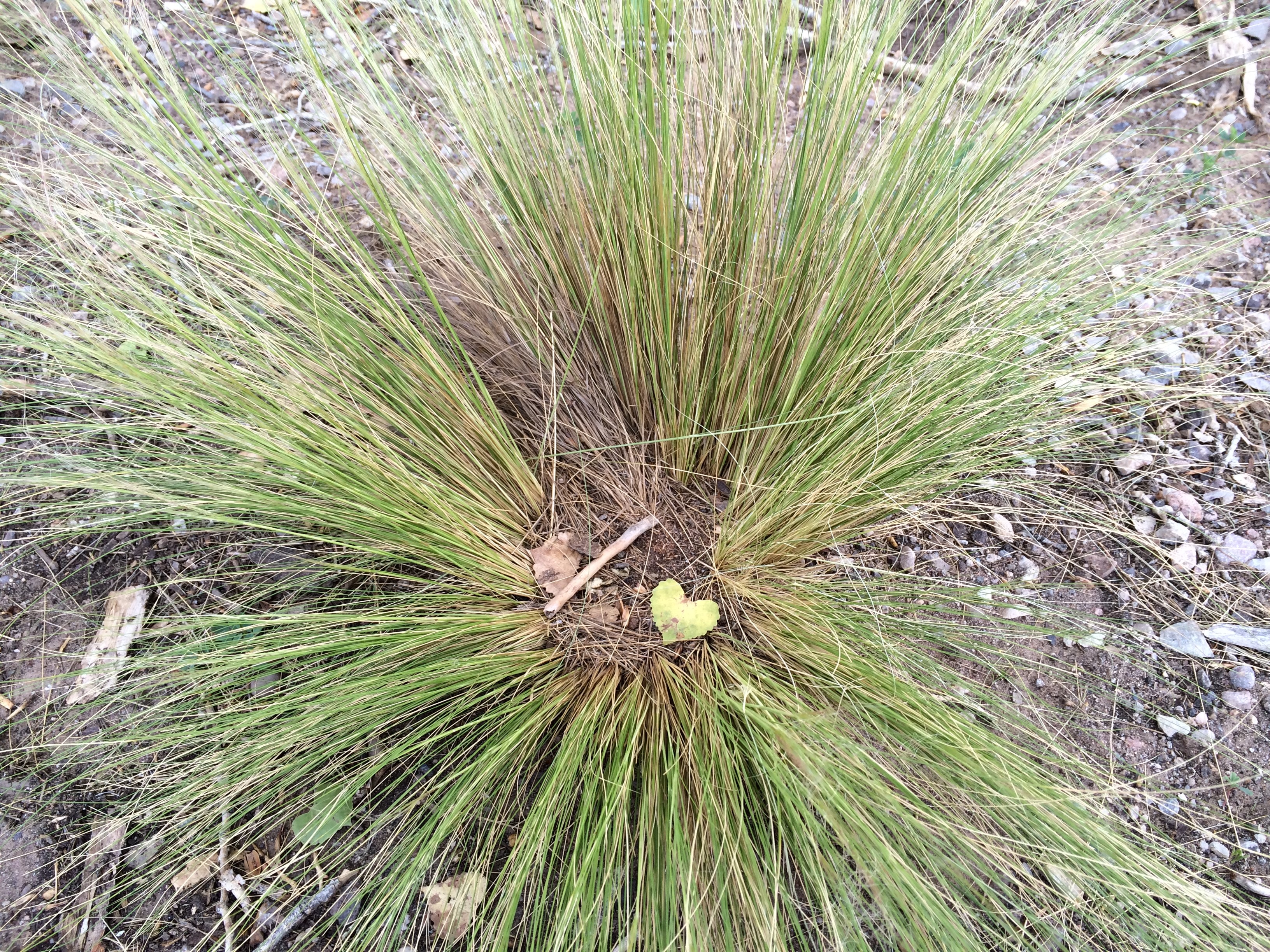Heart-shaped leaf nestled in ornamental grass