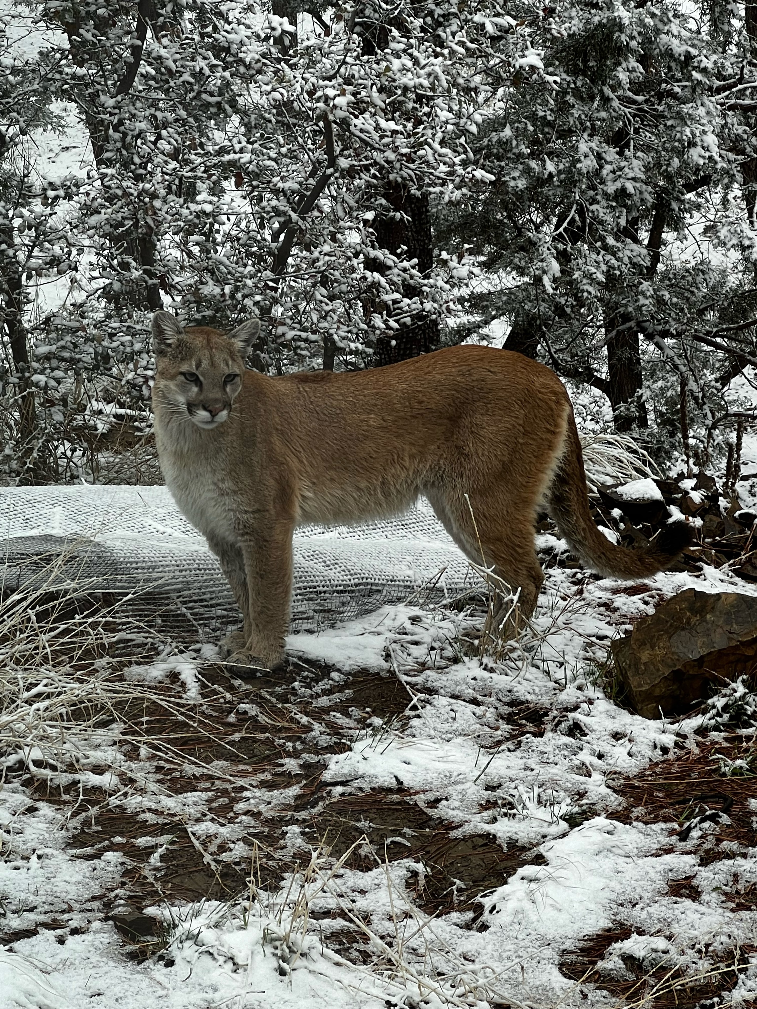 Mountain lion in snowy forest