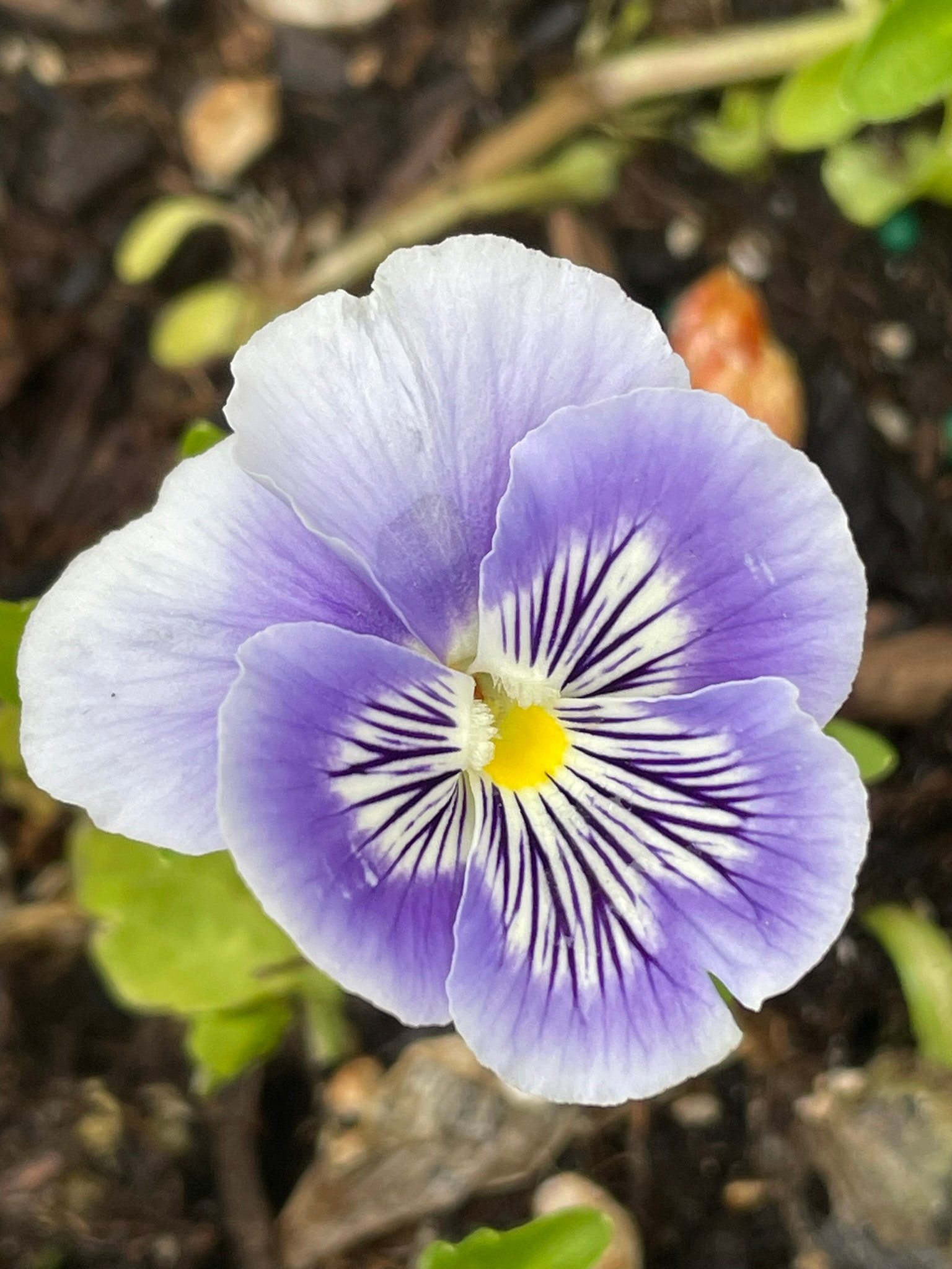A purple and white pansy with yellow center