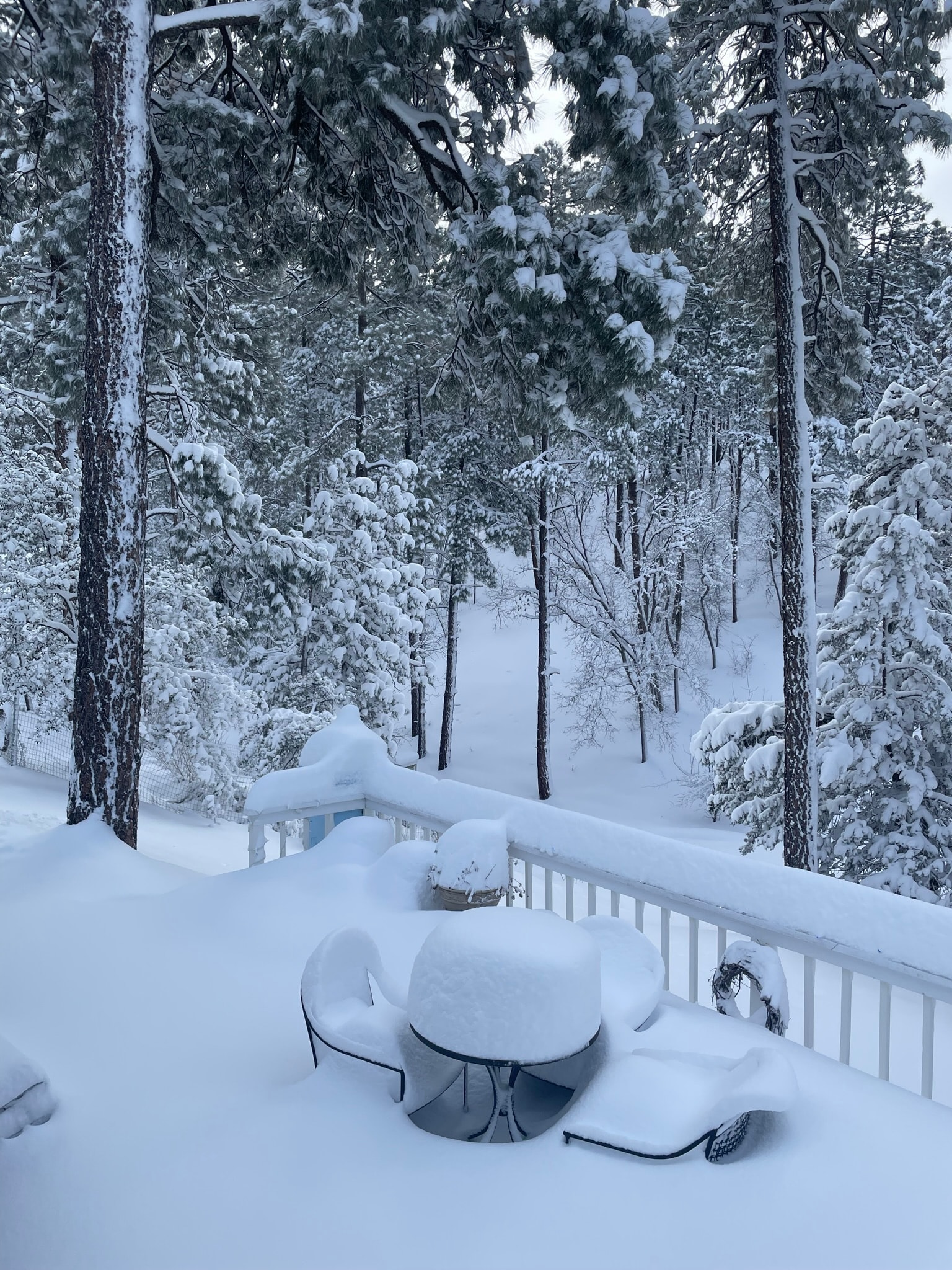 Snow-covered deck and patio furniture with a pine forest blanketed in snow