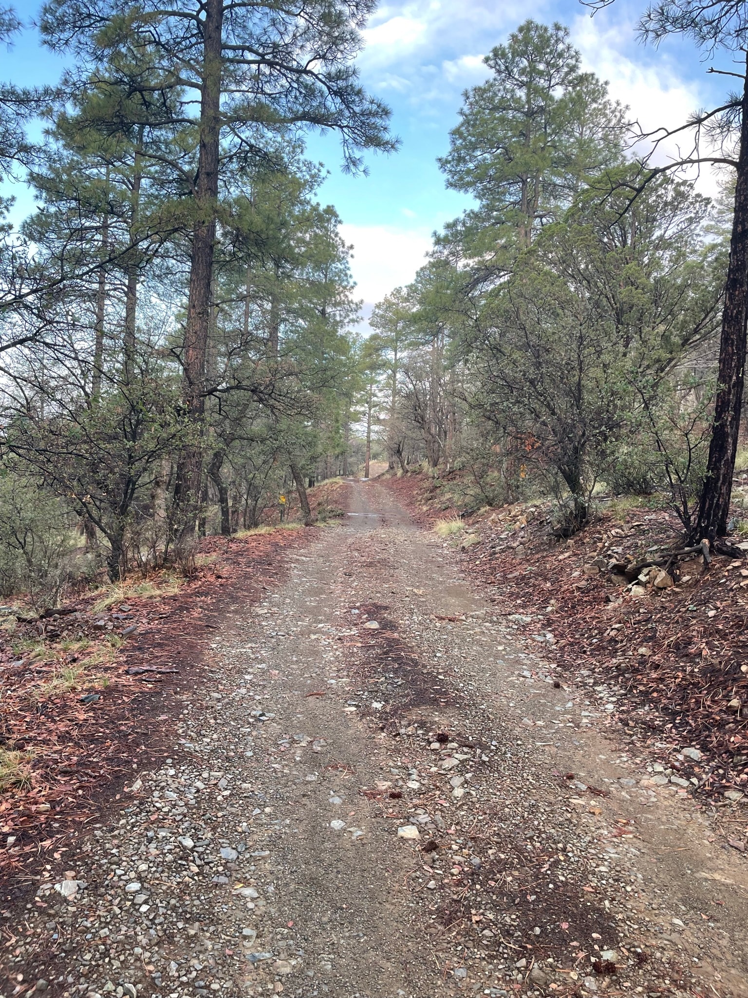 A gravel road winding through a ponderosa pine forest
