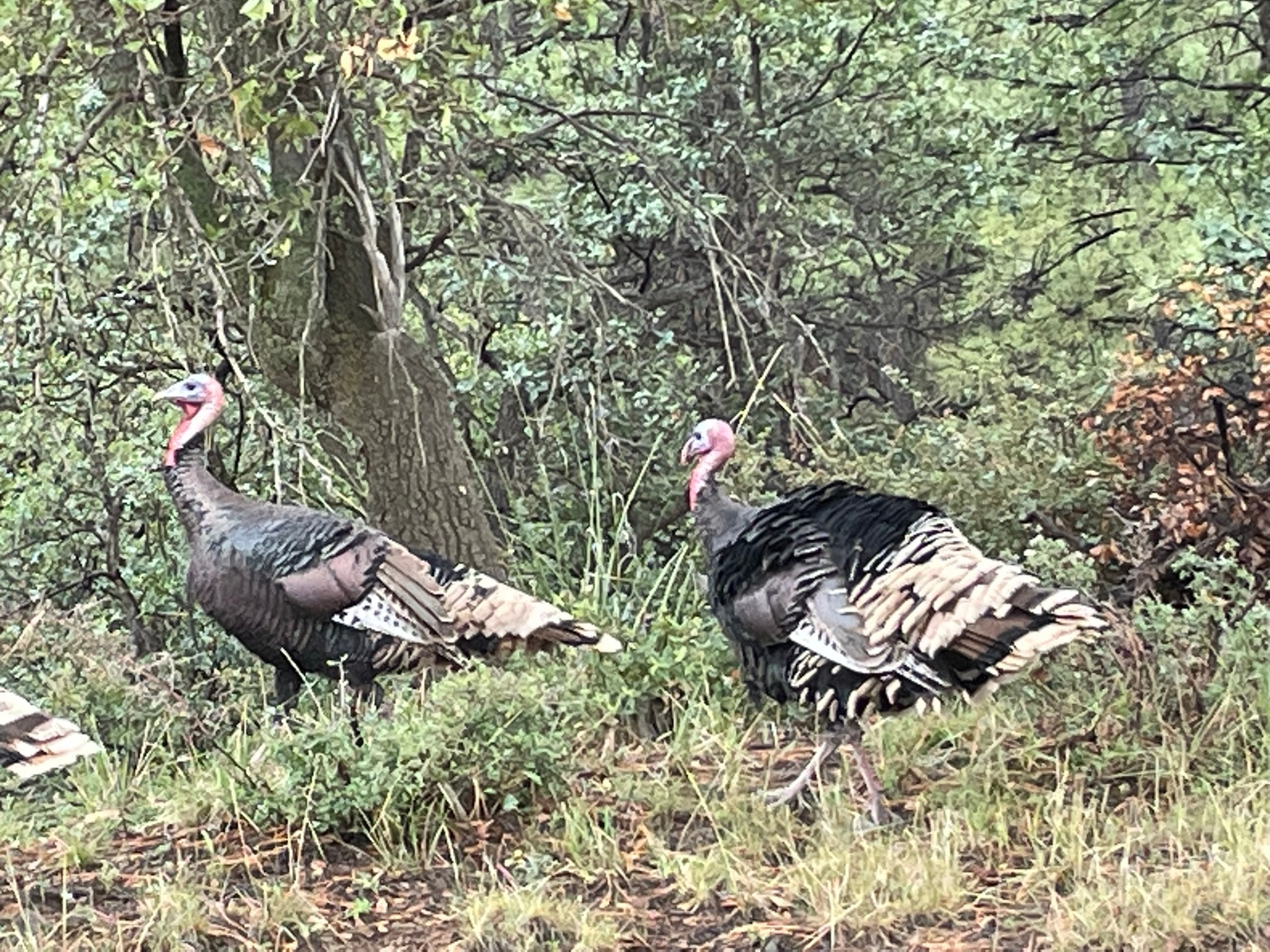 Two wild turkeys in a forest clearing
