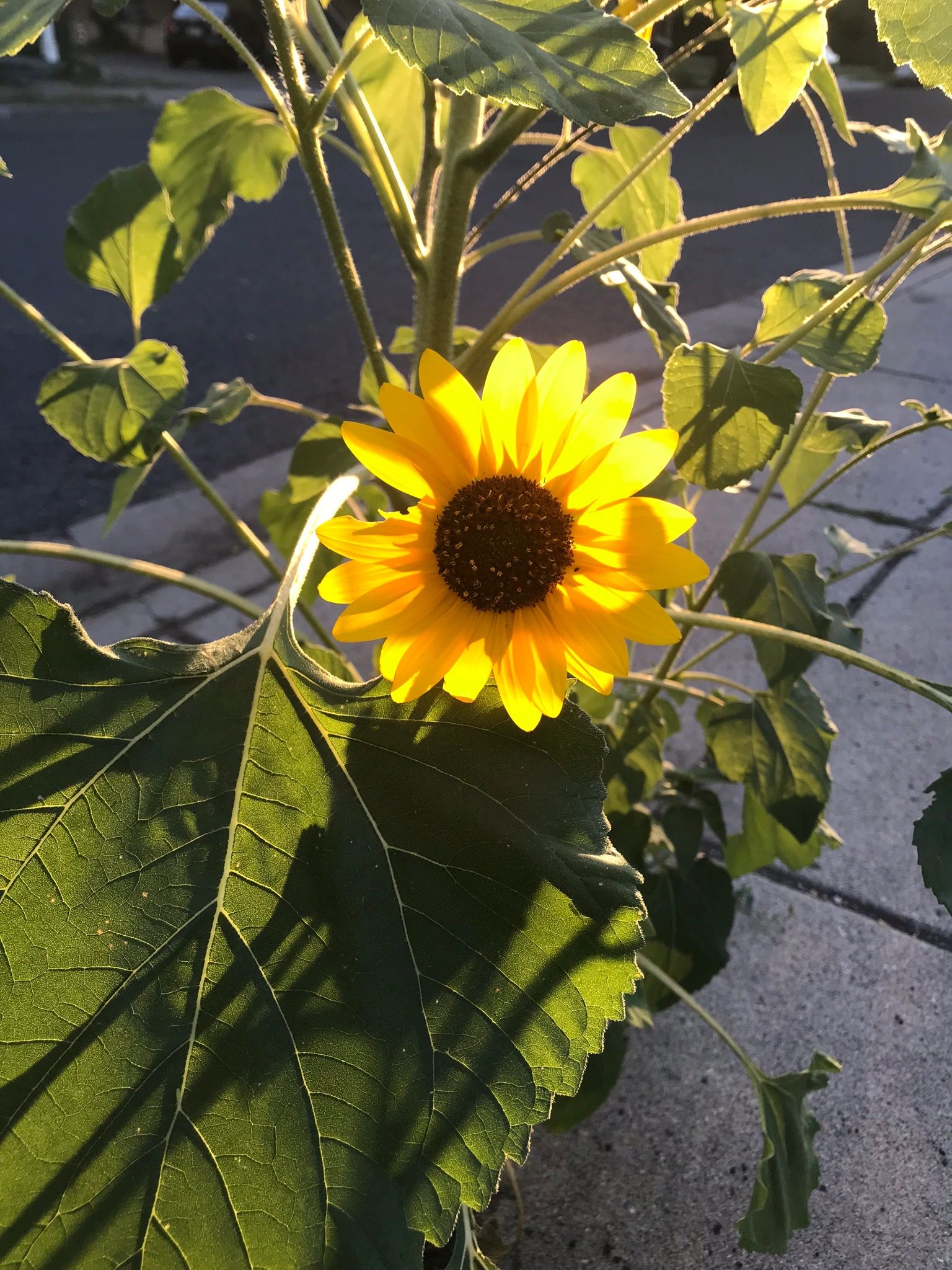Sunflower 1