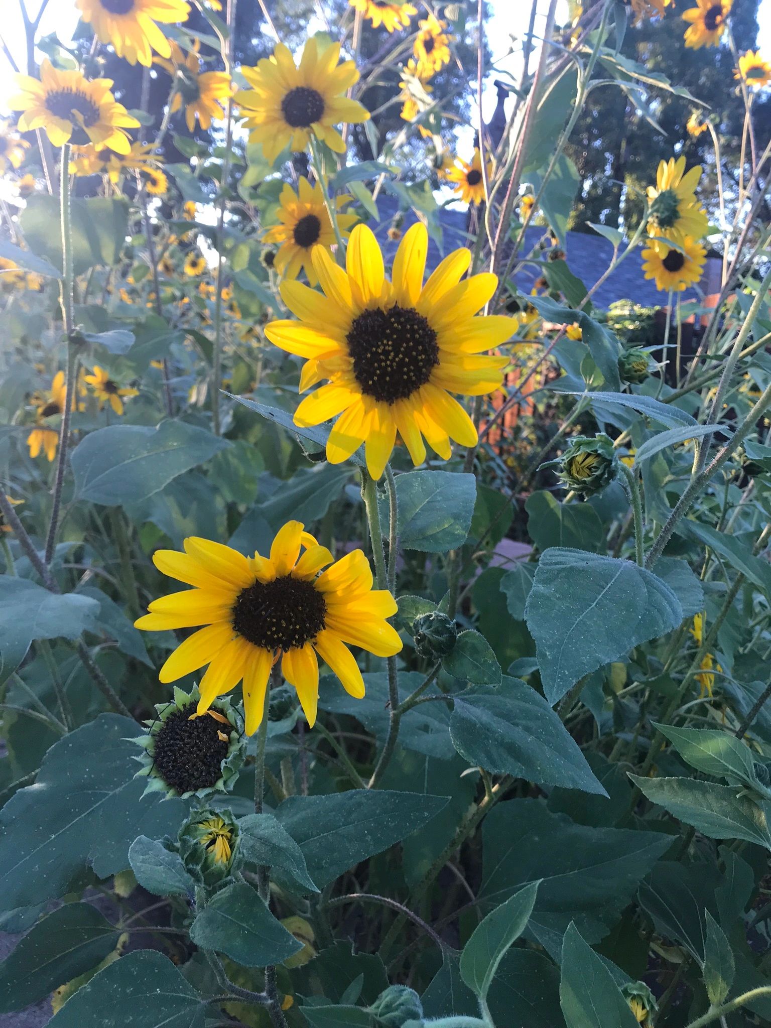 Sunflower 2