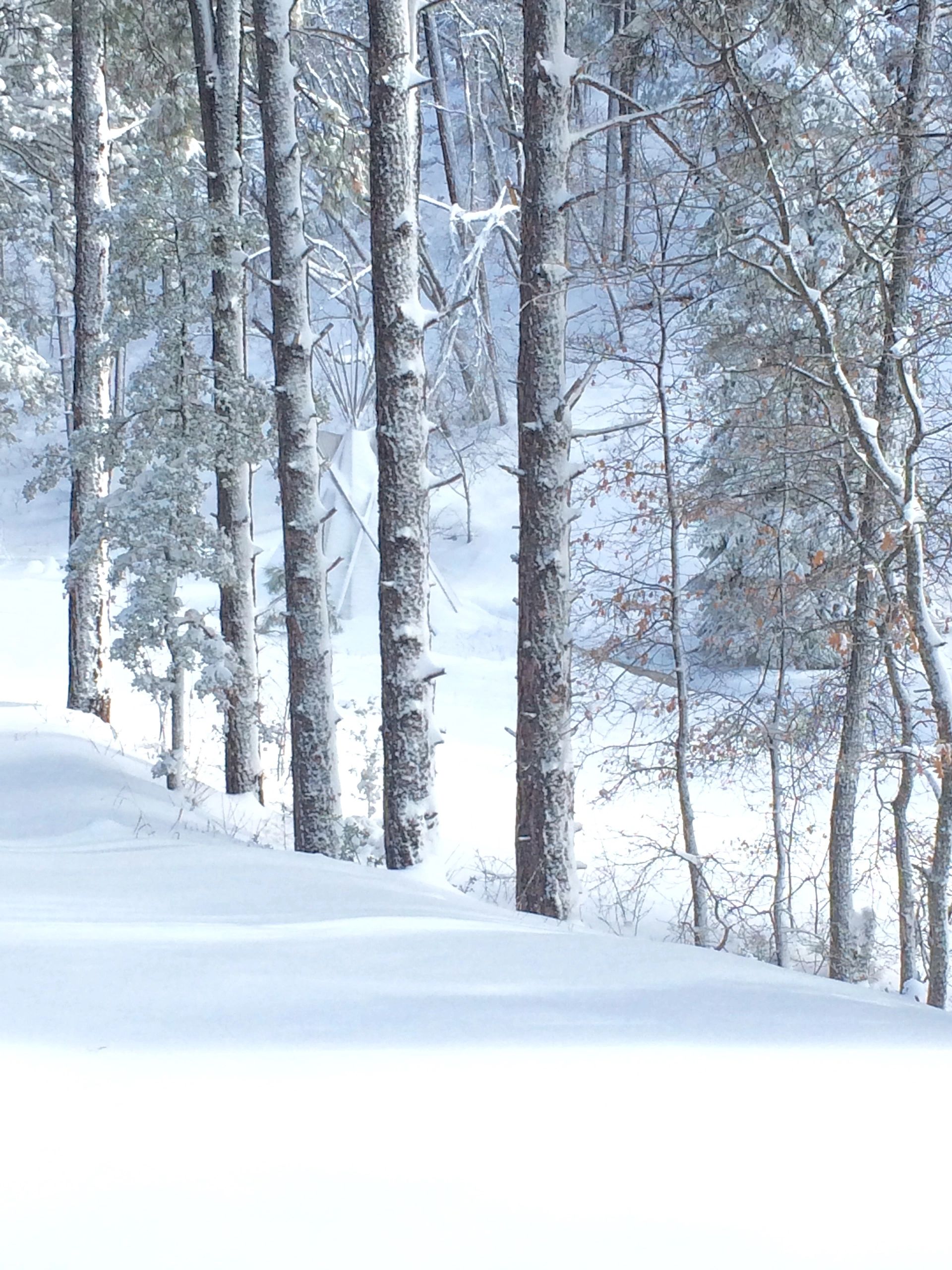 Snowy Trees