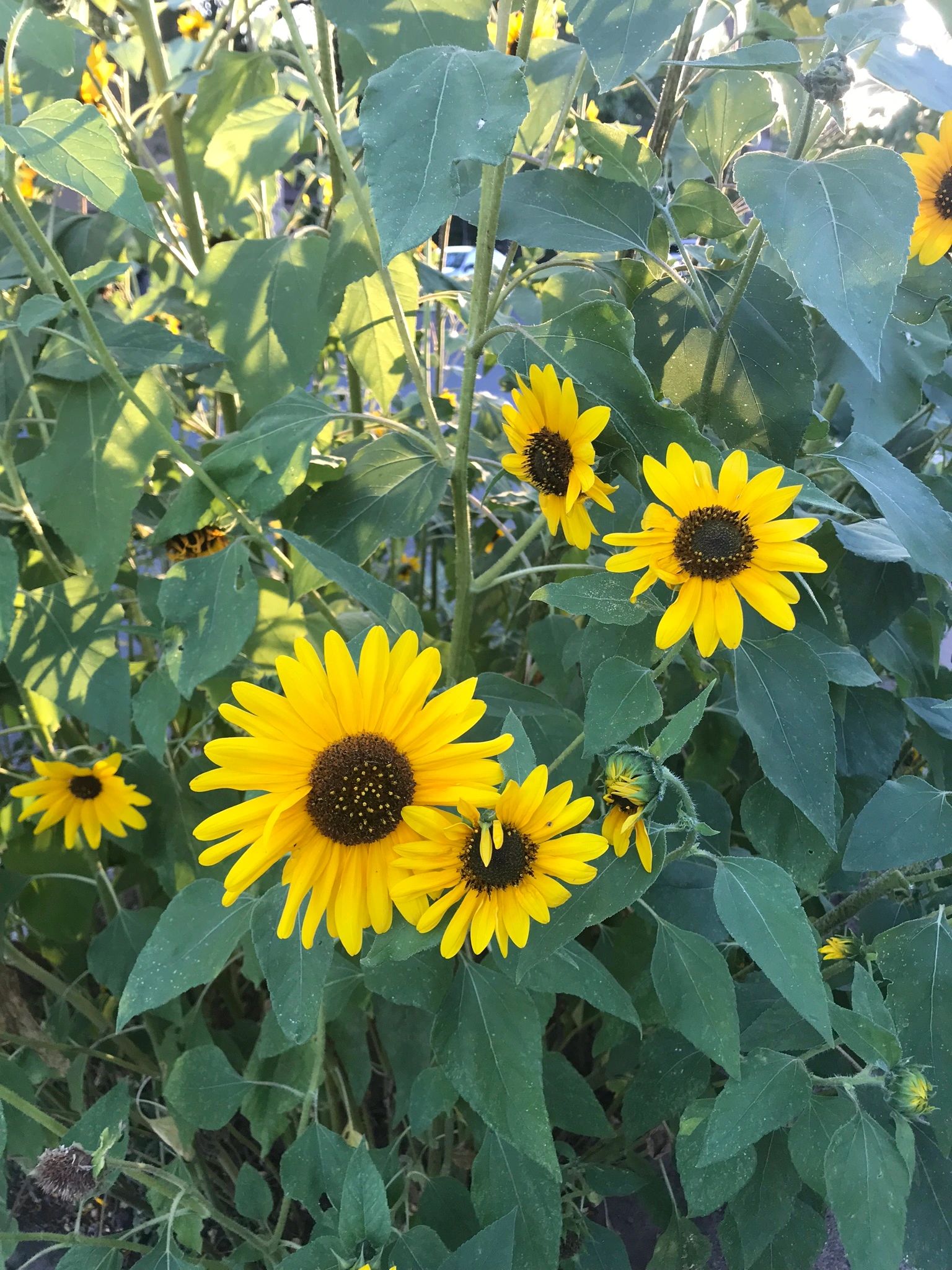 Sunflower 3